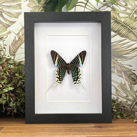 Green-banded Urania Moth - Ventral