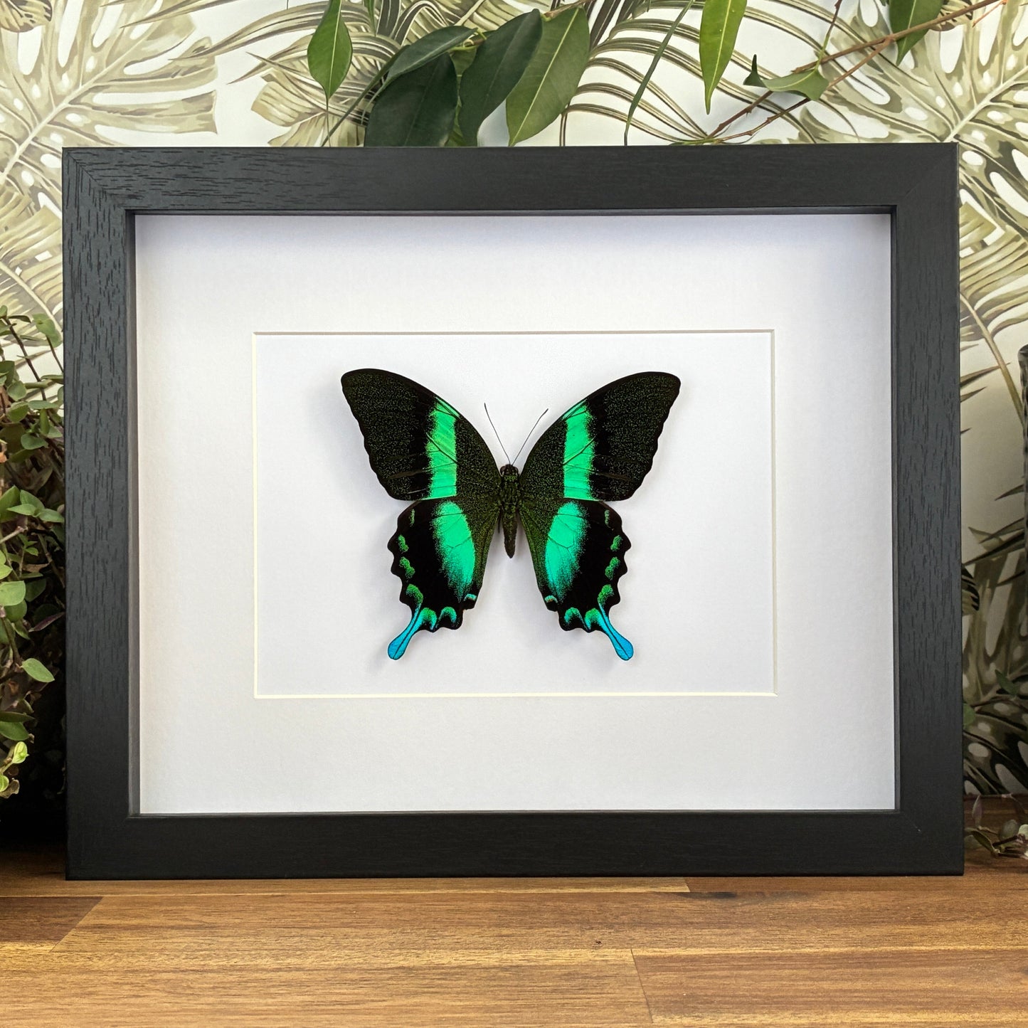 Green Peacock