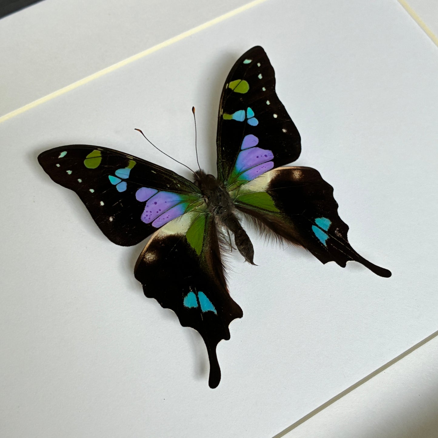 Purple Spotted Swallowtail