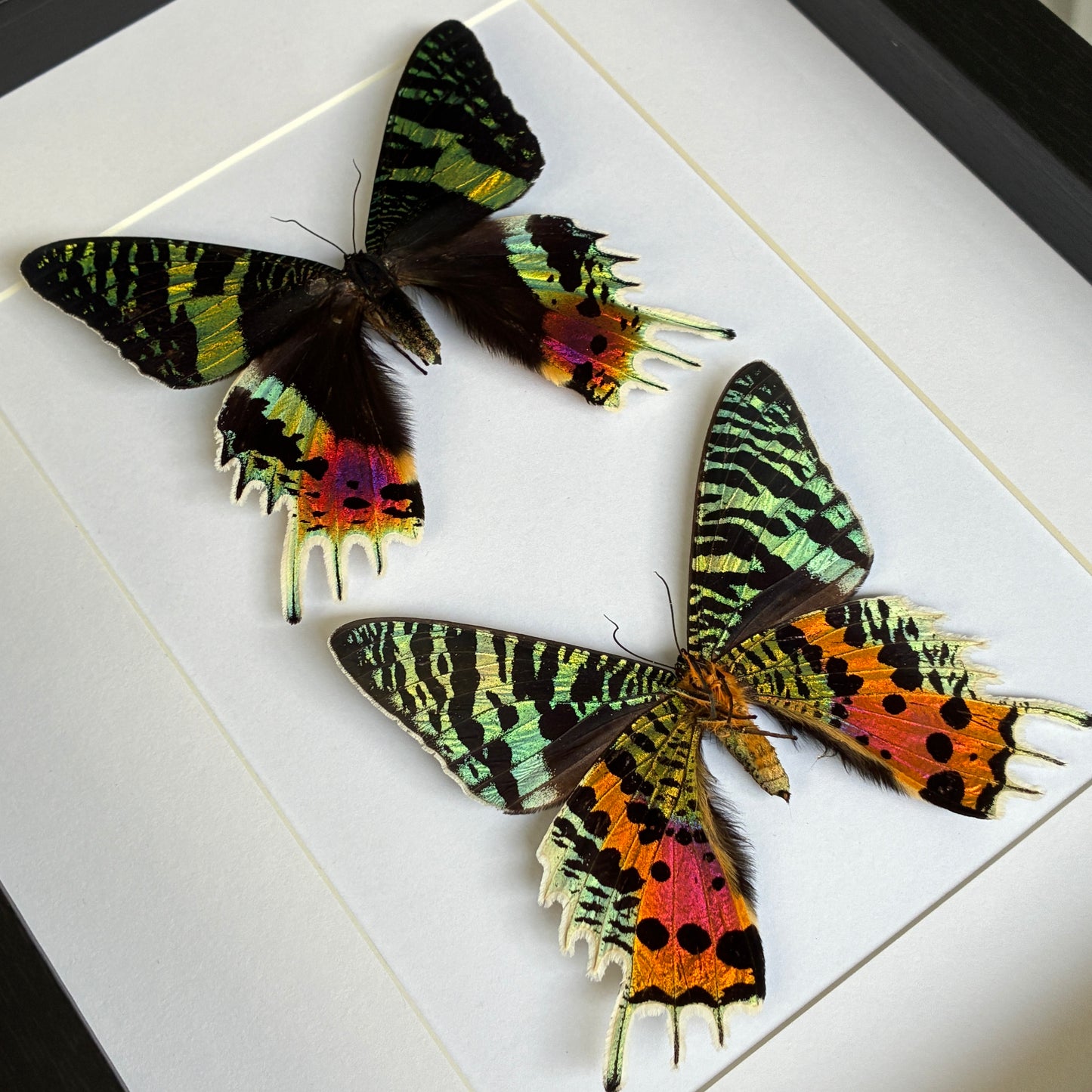 Madagascan Sunset Moths - Dorsal & Ventral