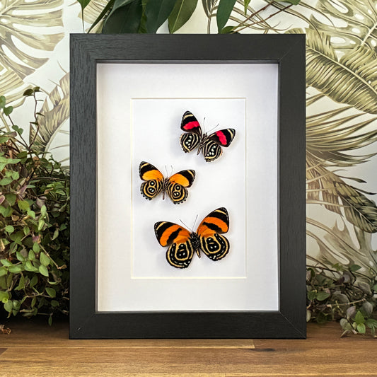 Set of Three Numberwings - Ventral