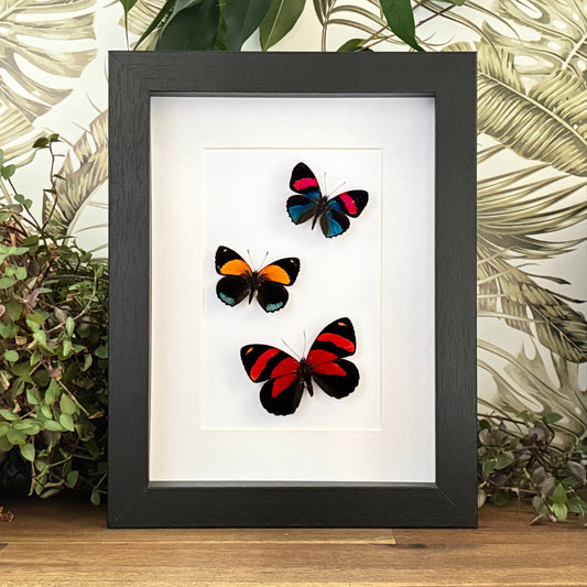 Set of Three Numberwings - Dorsal