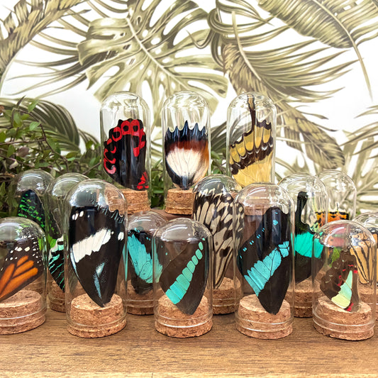 Assorted Wing Jars