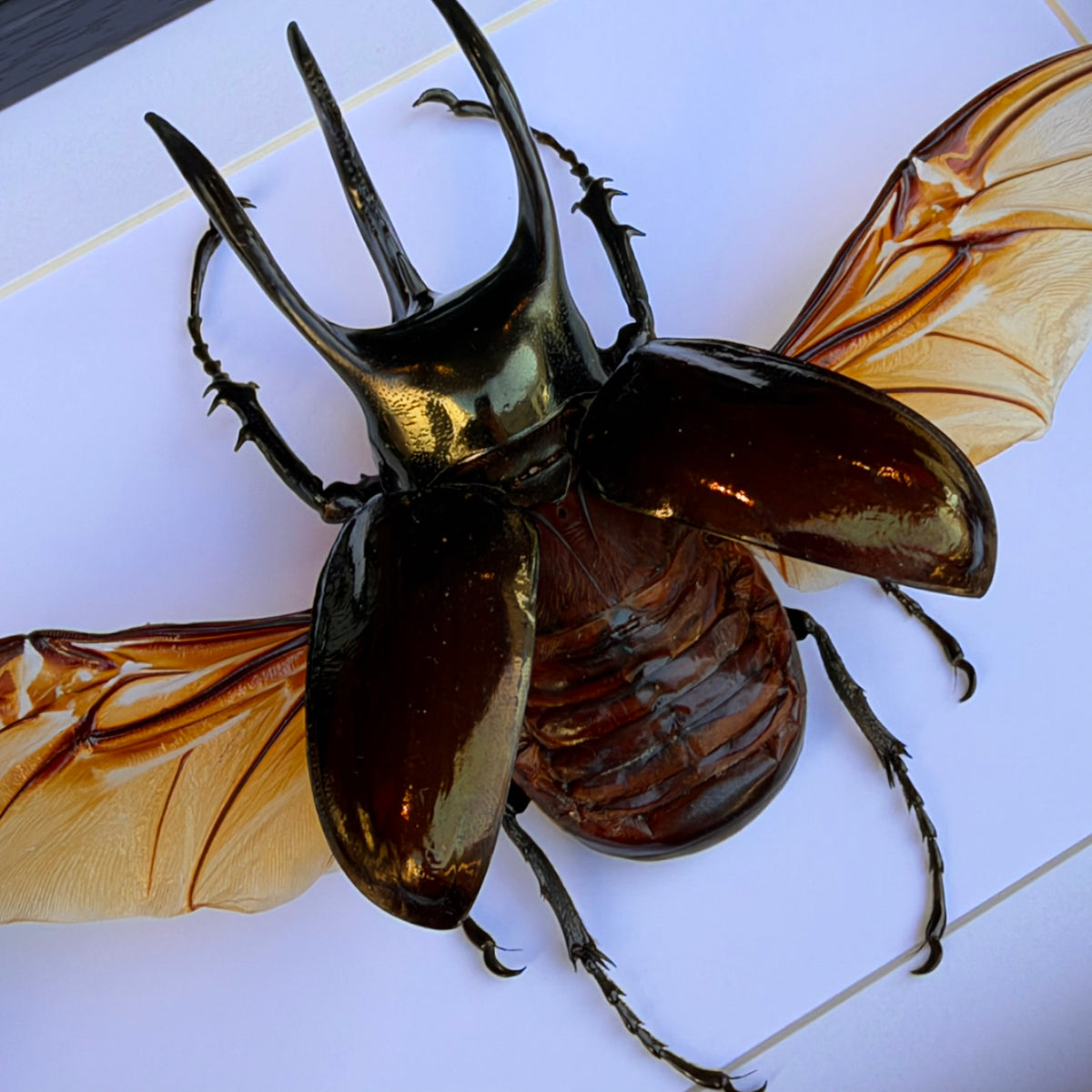Atlas Beetle