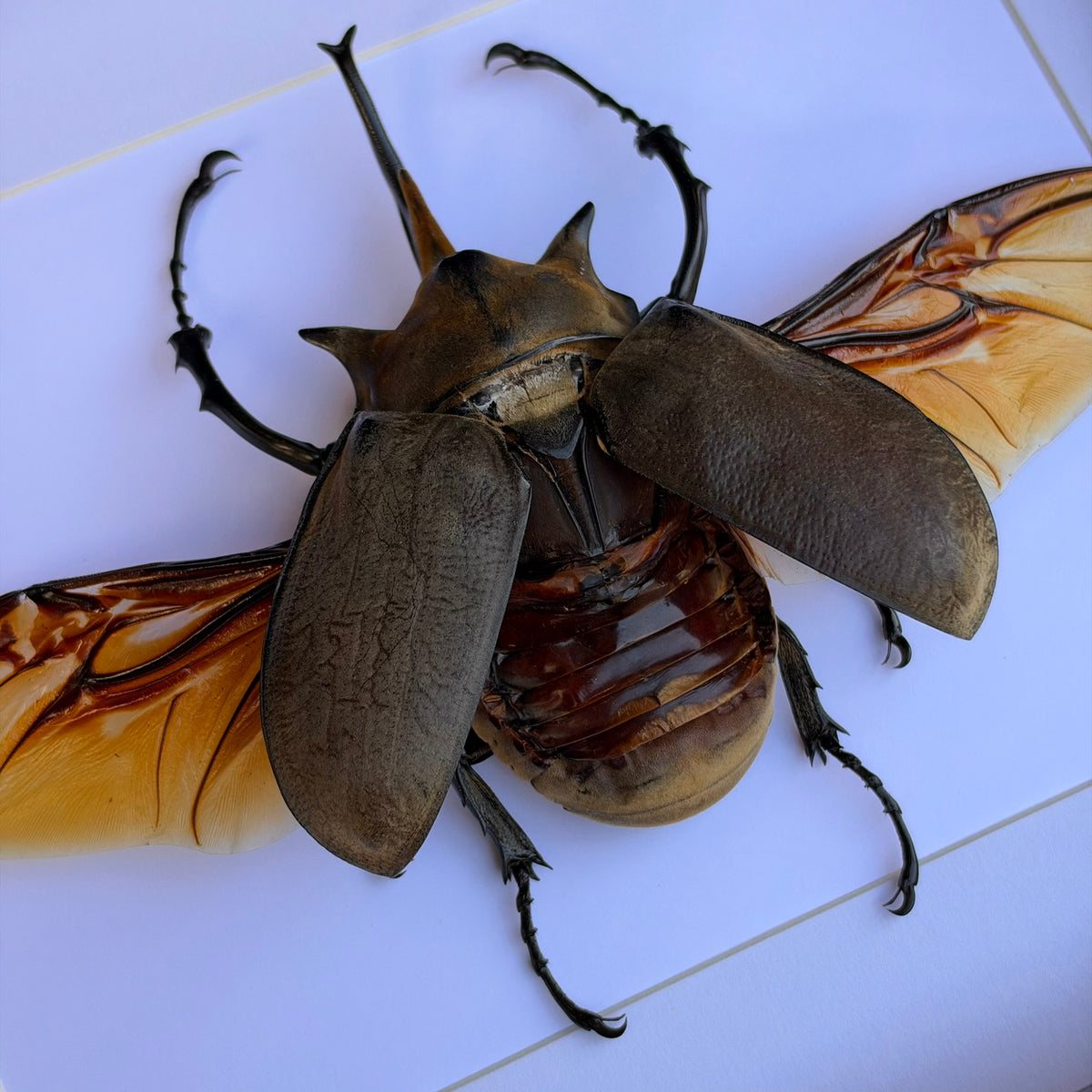 Elephant Beetle - Spread