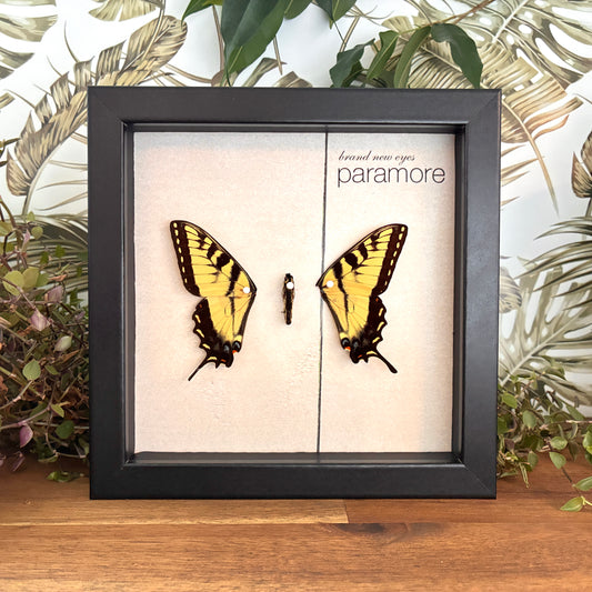 'Brand New Eyes' Album Art - Eastern Tiger Swallowtail