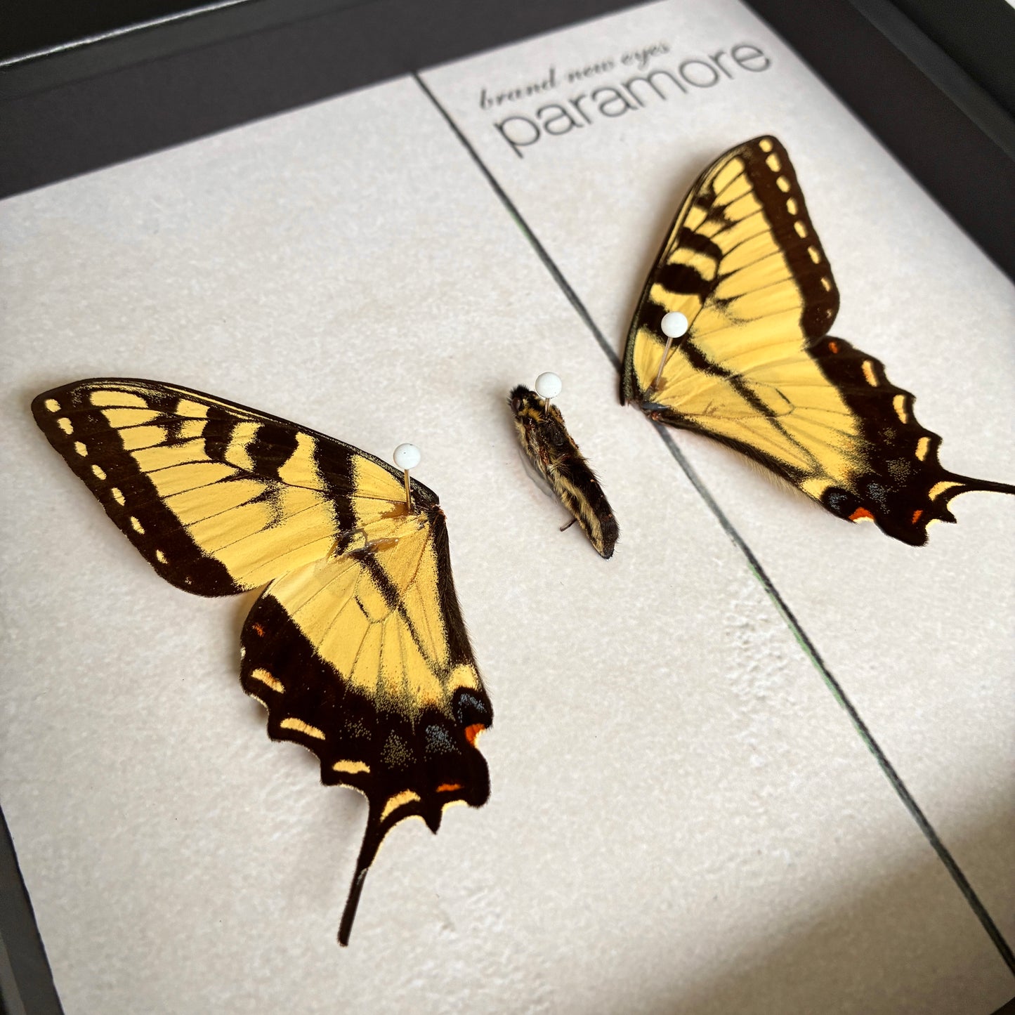 'Brand New Eyes' Album Art - Eastern Tiger Swallowtail