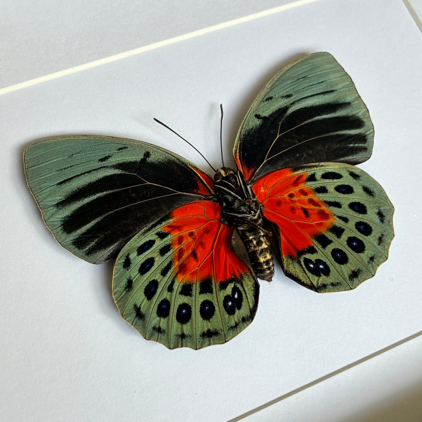 Hewitson's Agrias - Ventral