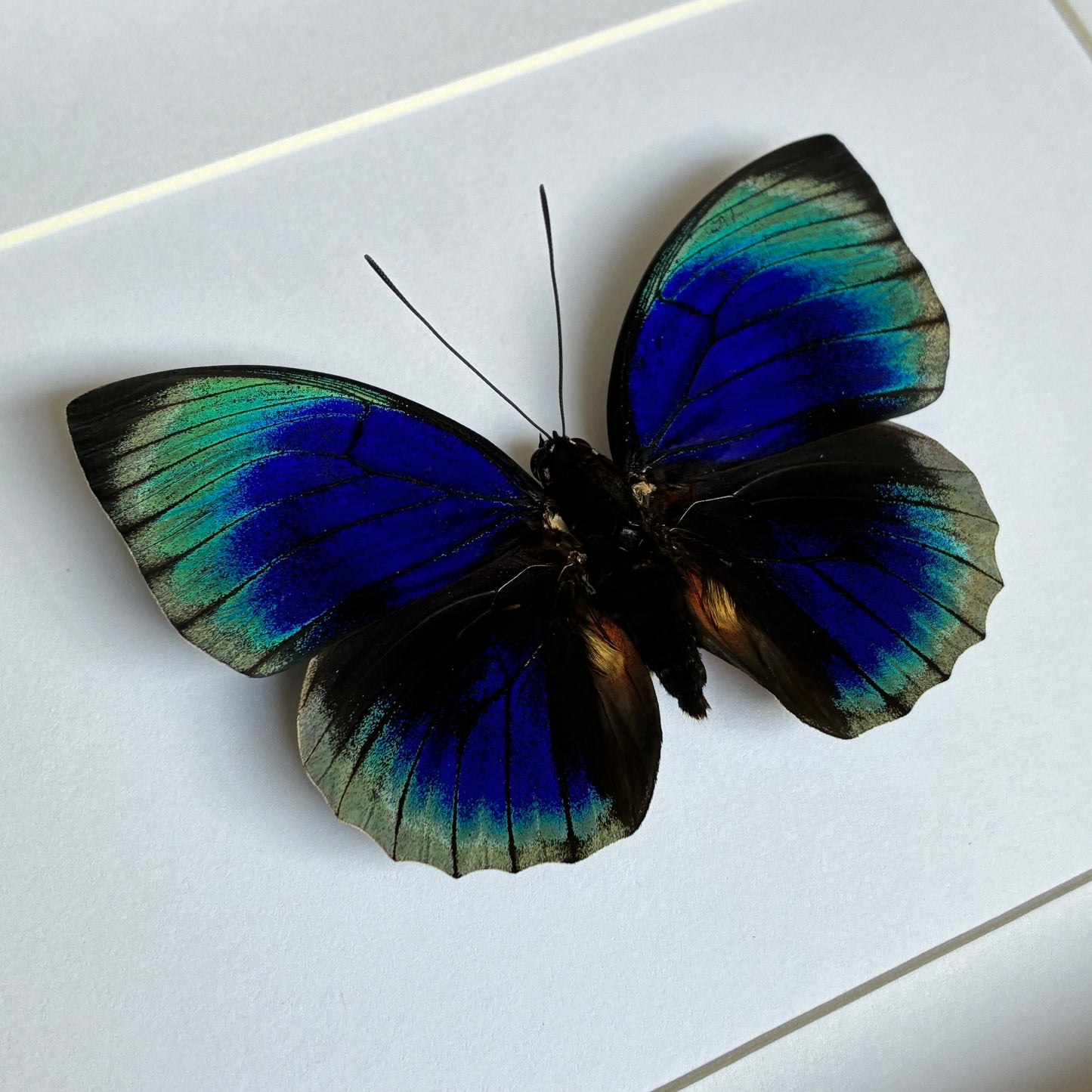 Hewitson's Agrias - Dorsal