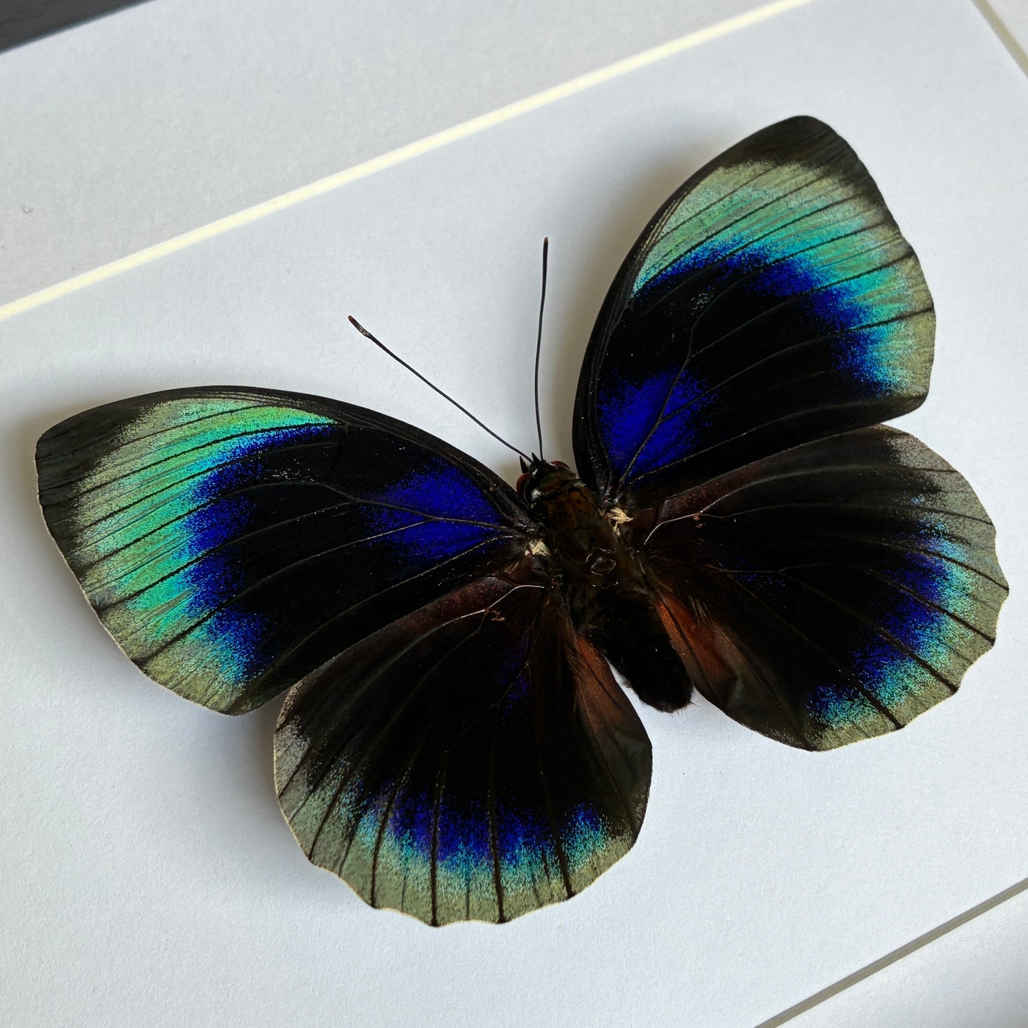 Hewitson's Agrias - Dorsal