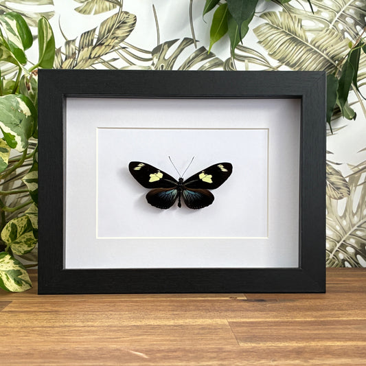 Doris Longwing