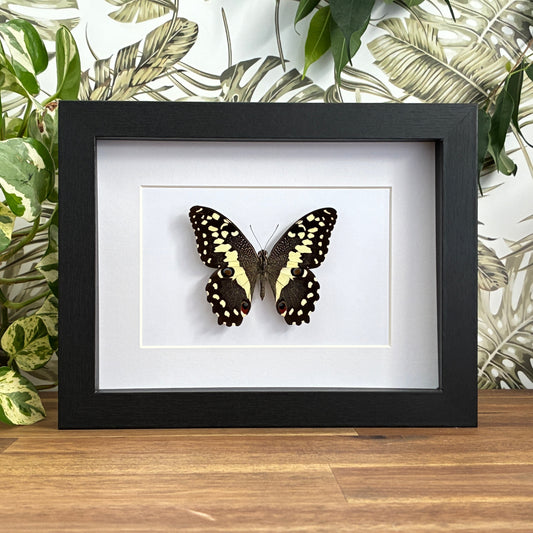 Citrus Swallowtail
