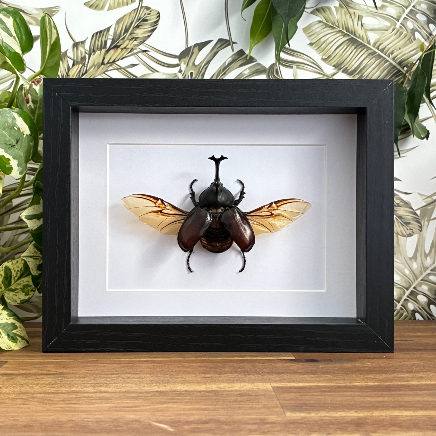 Japanese Rhino Beetle
