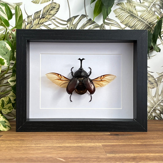 Japanese Rhino Beetle