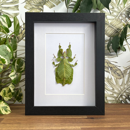 Javanese Leaf Insect