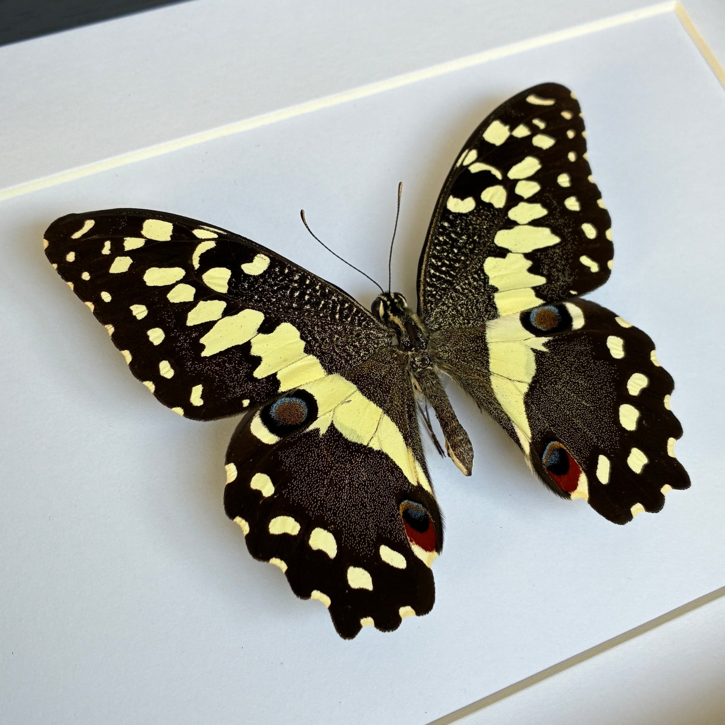 Citrus Swallowtail