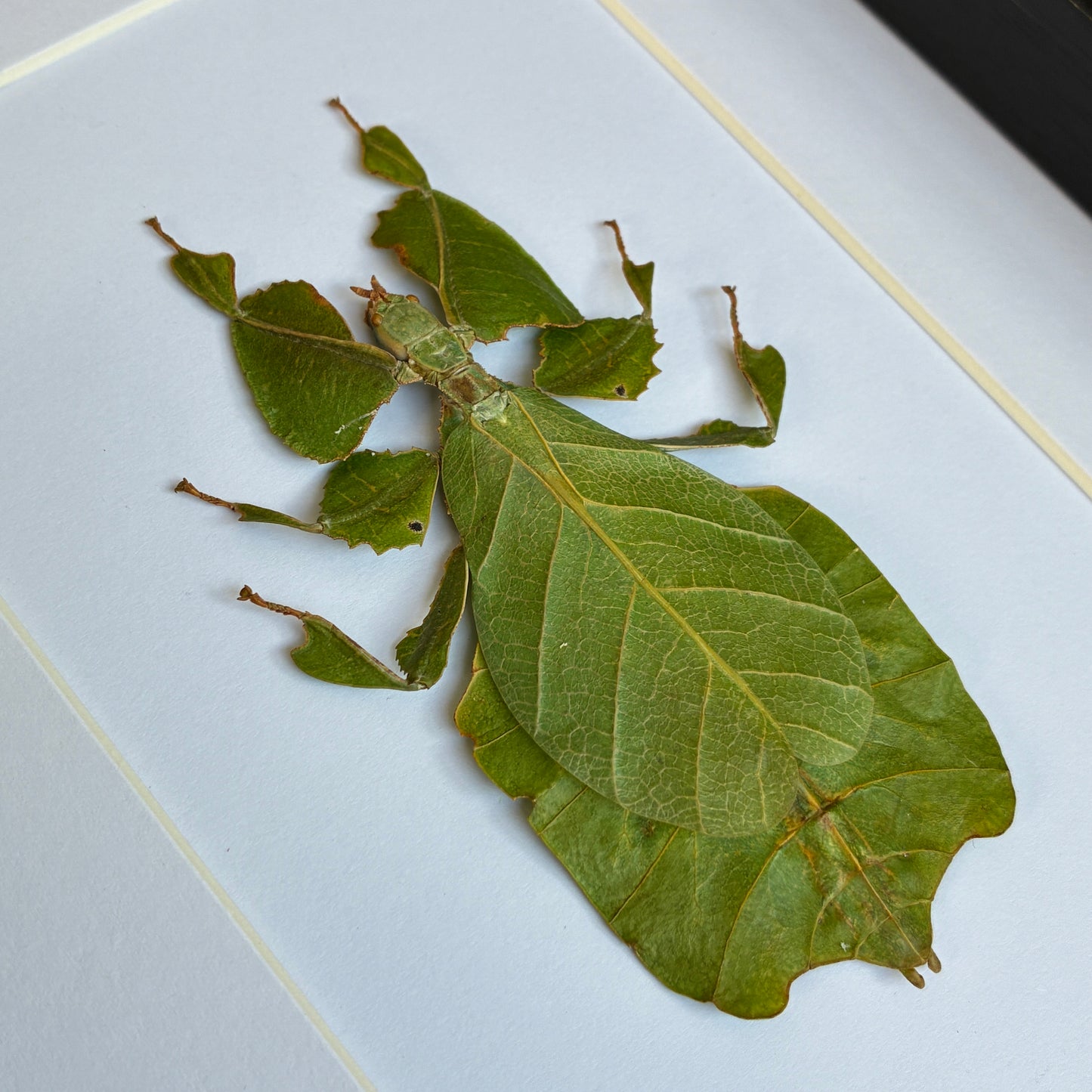 Javanese Leaf Insect
