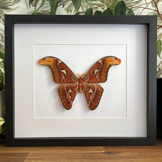 Atlas Moth - Male