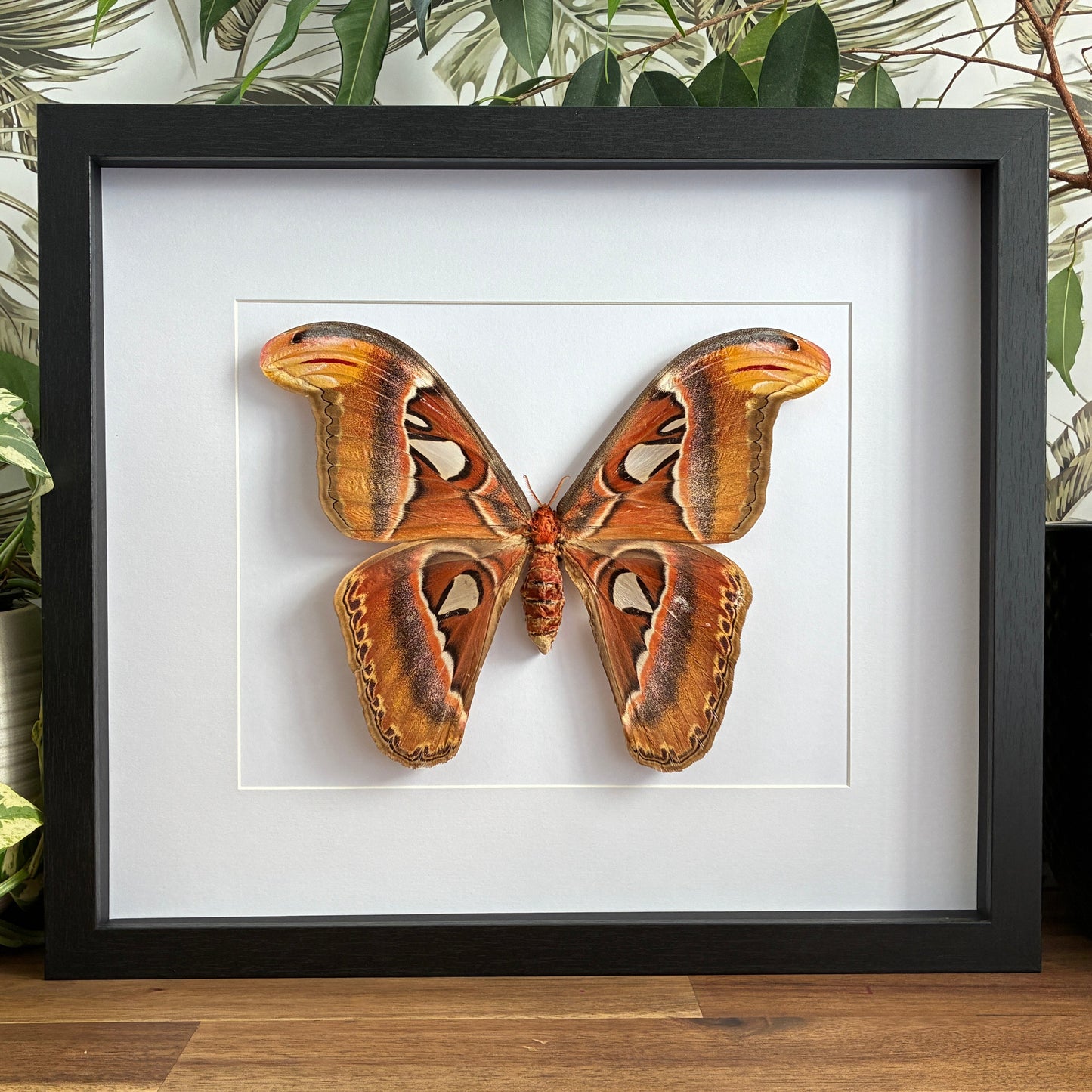 Atlas Moth - Female