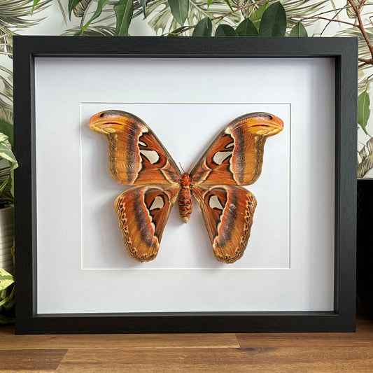 Atlas Moth - Female