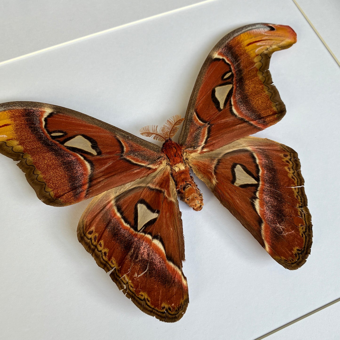 Atlas Moth - Male
