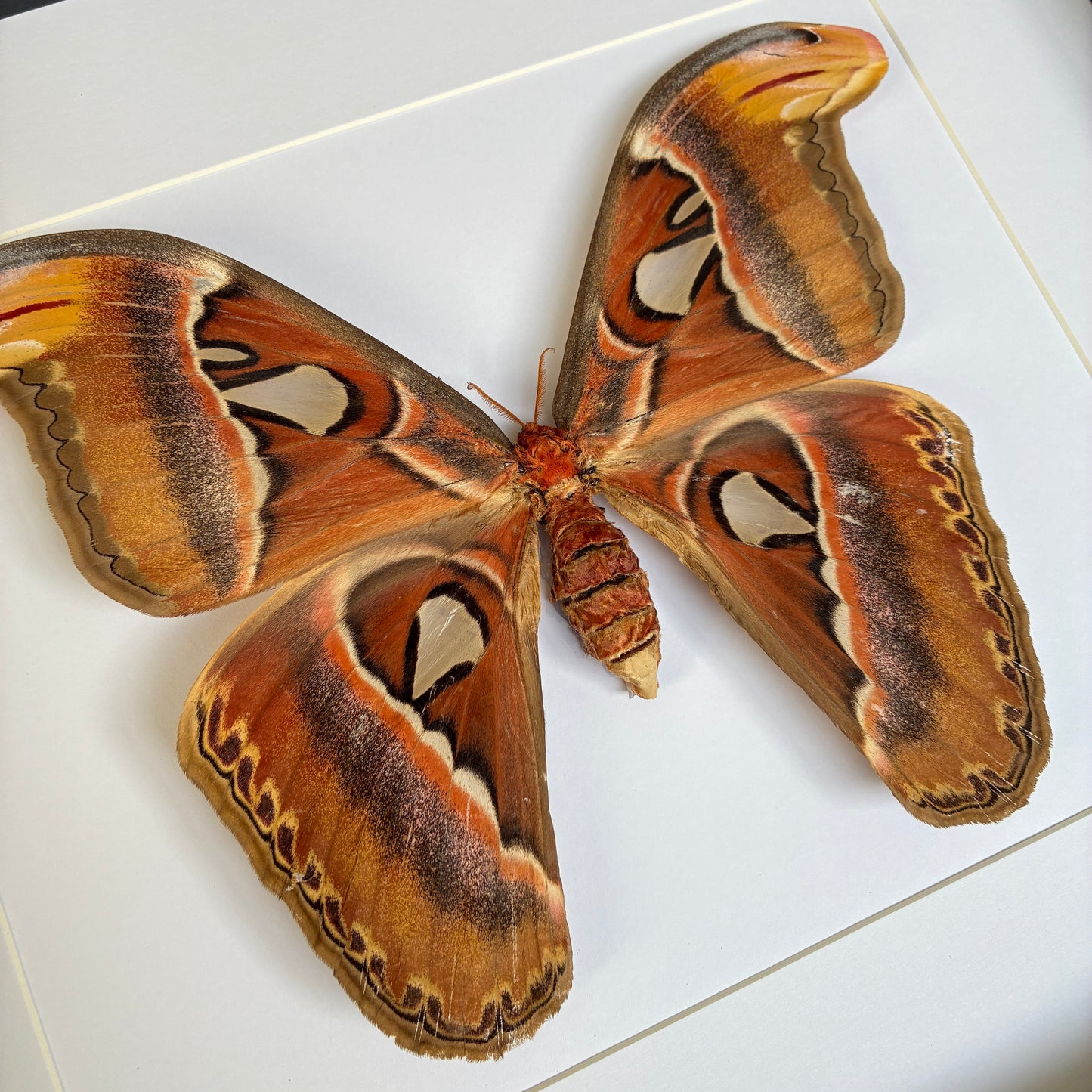 Atlas Moth - Female