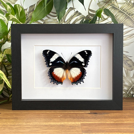 Madagascar Diadem