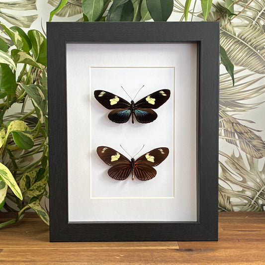 Doris Longwings - Dorsal & Ventral
