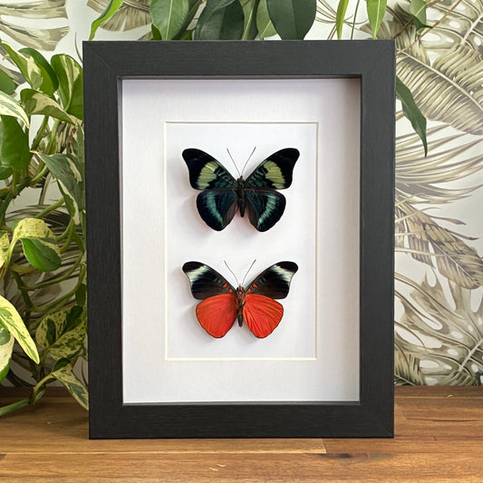Prola Beauties - Dorsal & Ventral