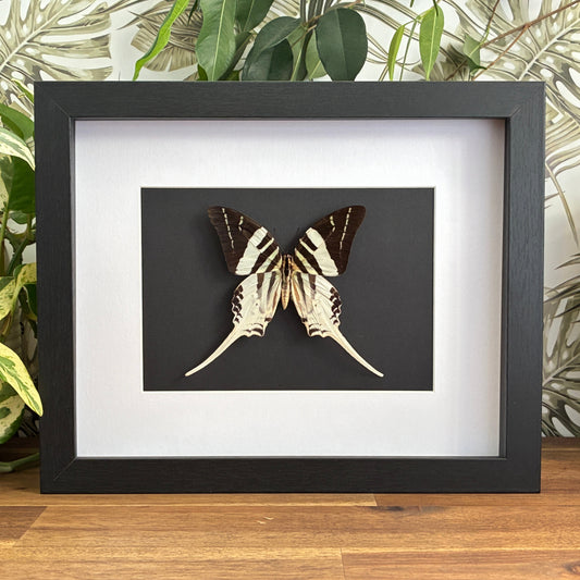 Giant Swordtail