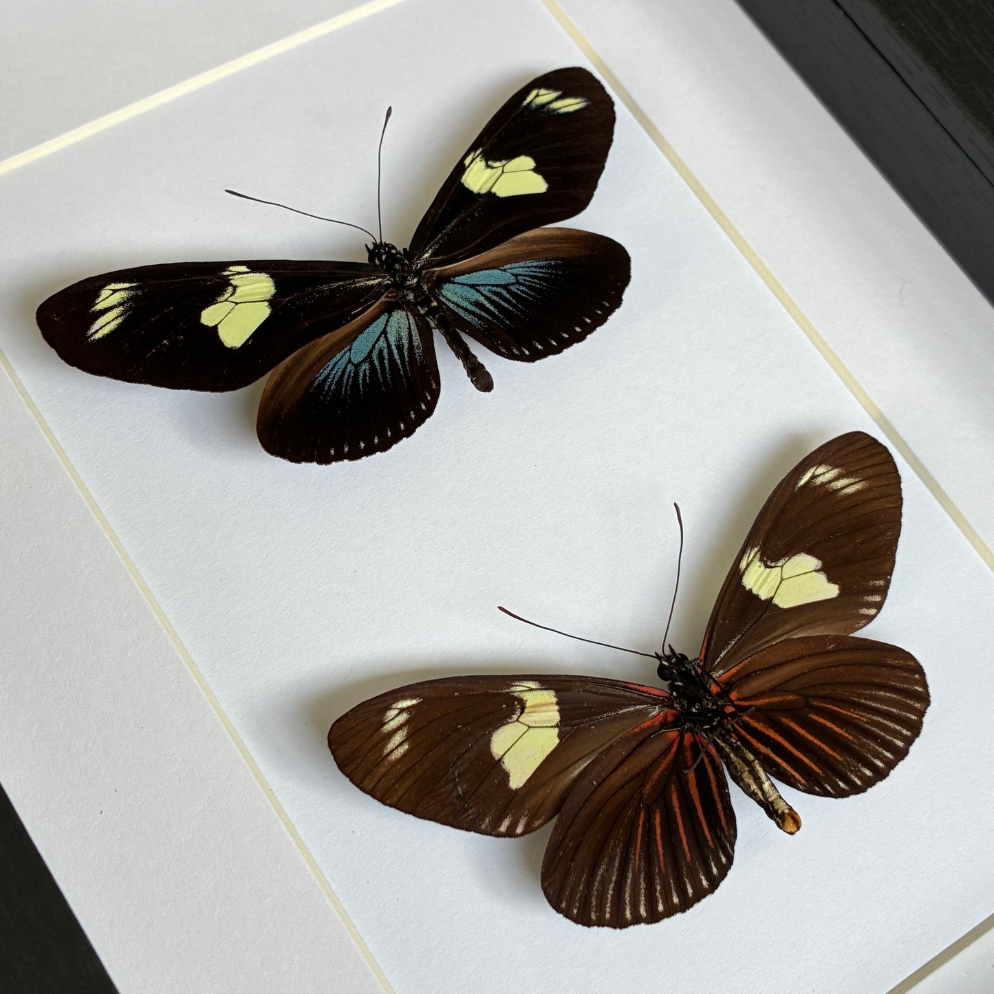 Doris Longwings - Dorsal & Ventral