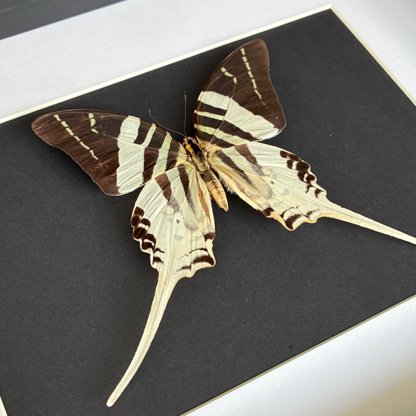 Giant Swordtail