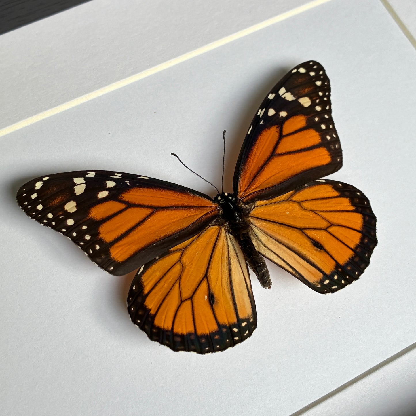Monarch - Male