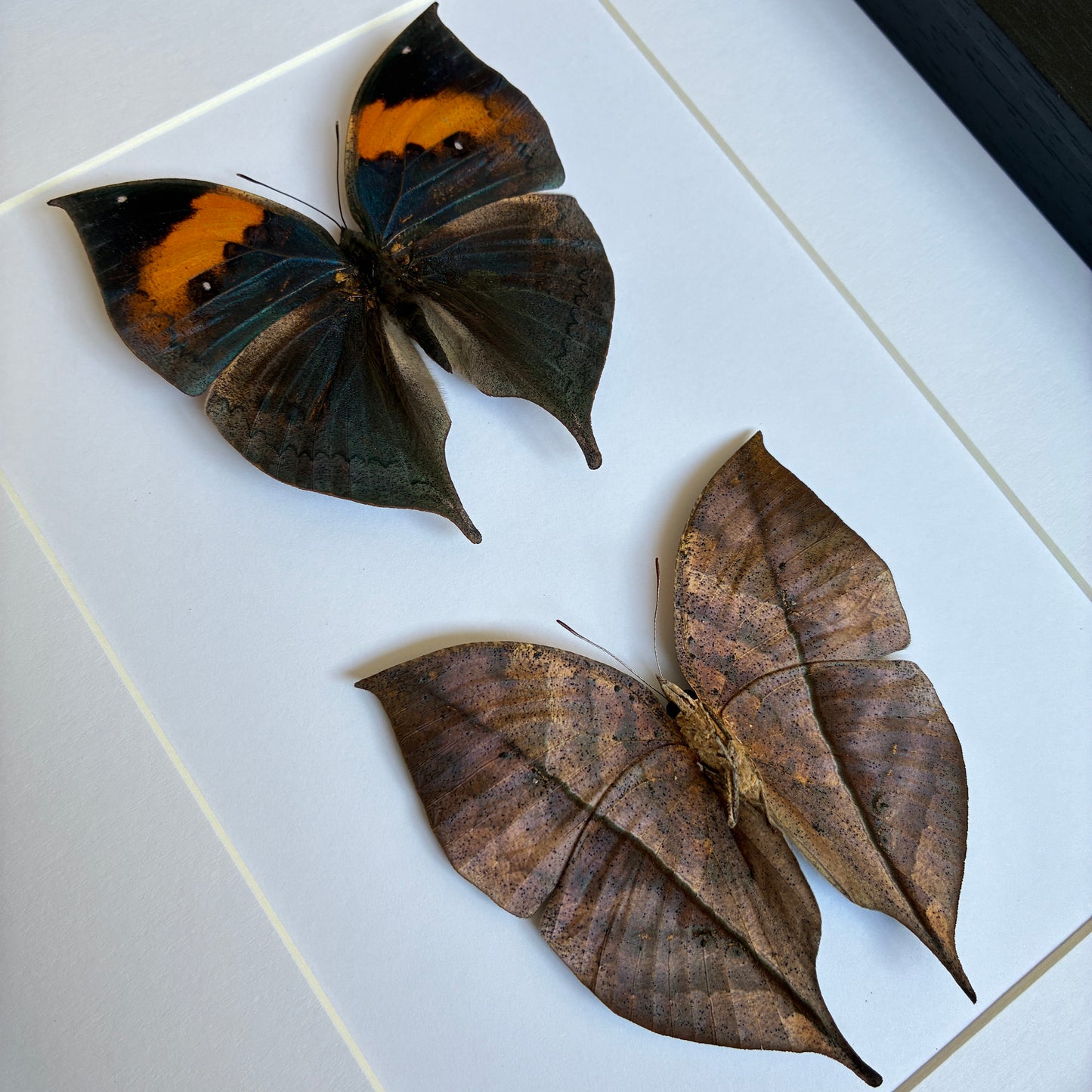 Orange Oakleafs - Dorsal & Ventral