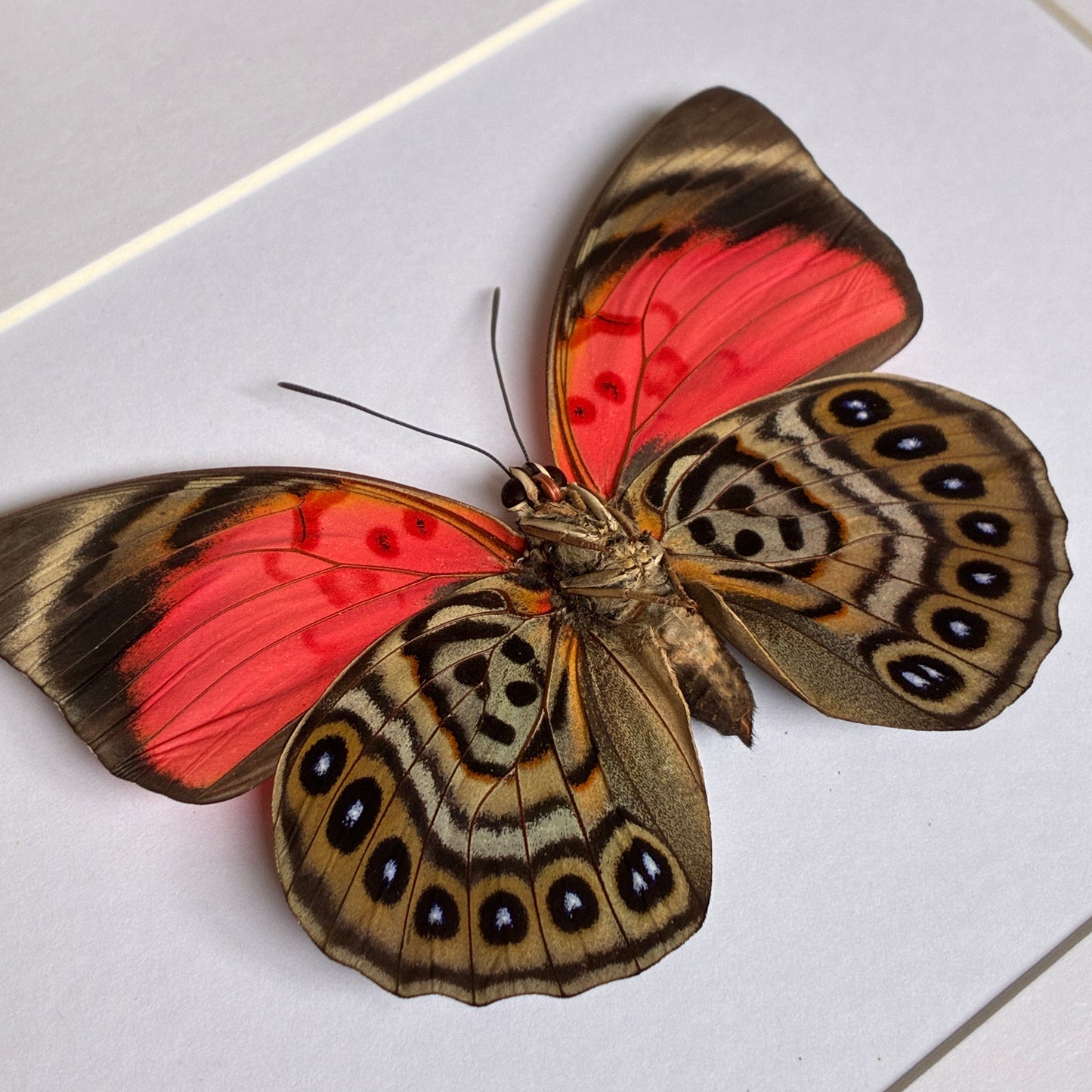 Claudina Agrias - Ventral