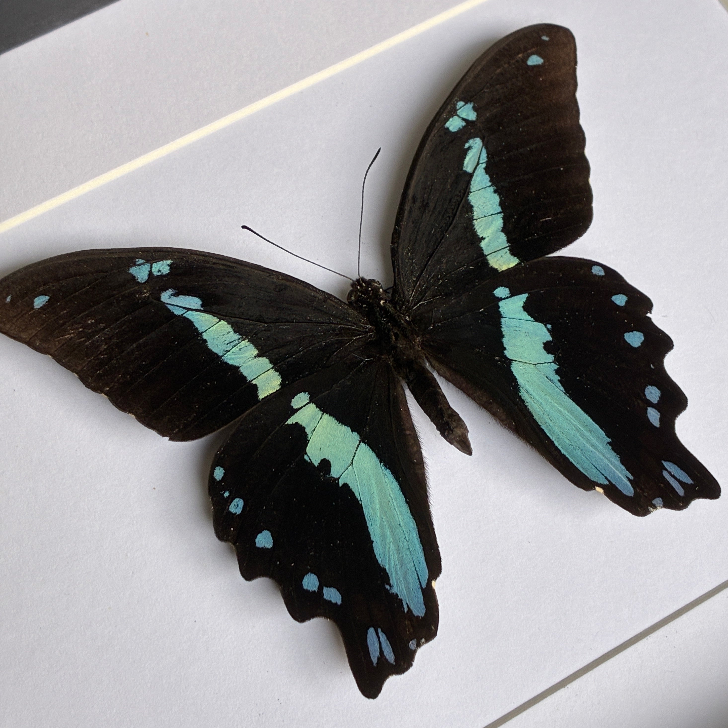 Green-banded Swallowtail – Scaled Wings