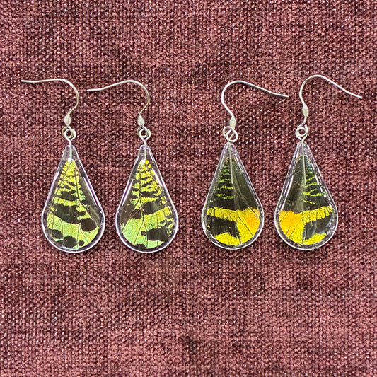 Earrings - Madagascan Sunset Moth