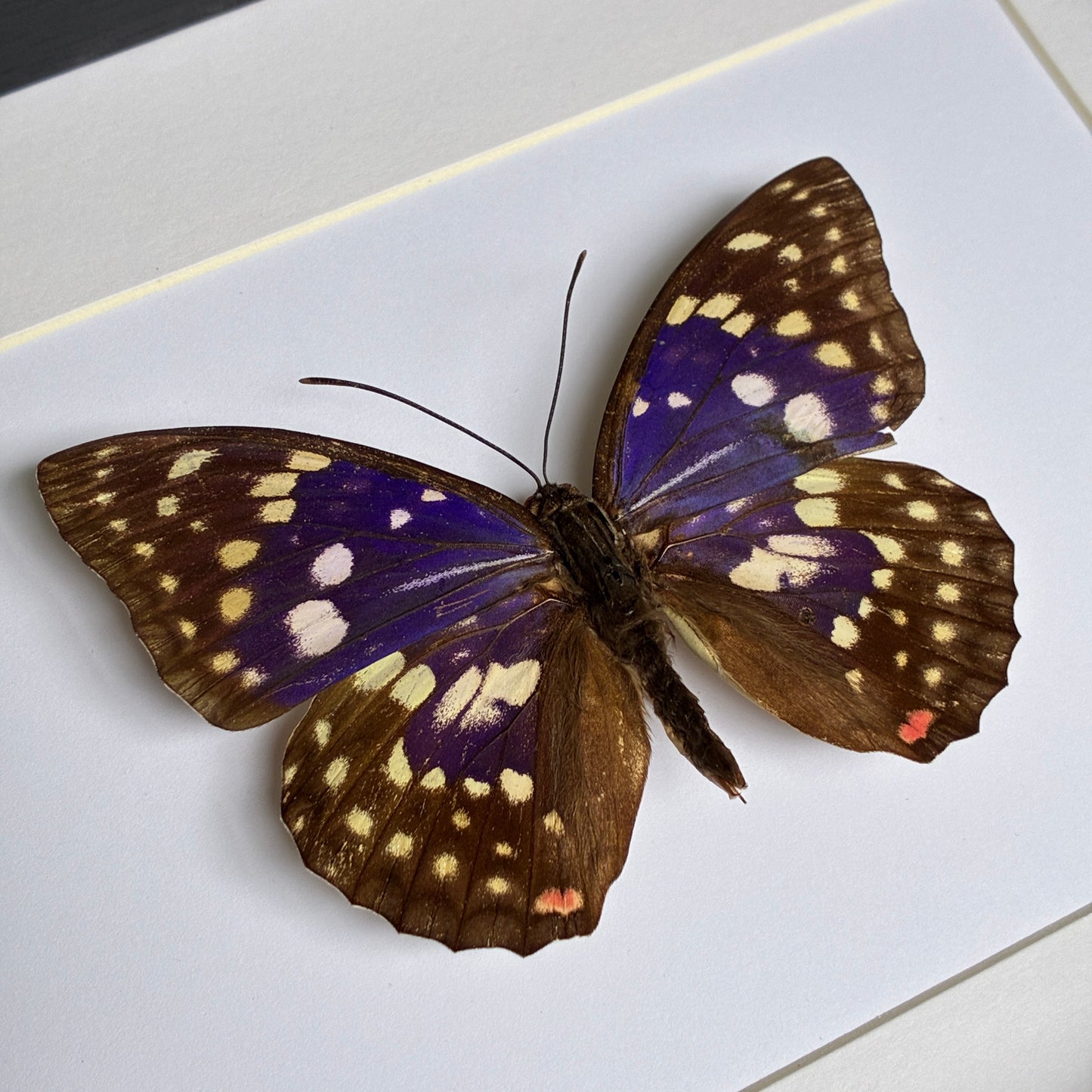 Great Purple Emperor