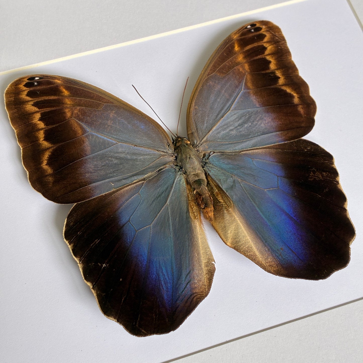 Illioneus Giant Owl - Dorsal