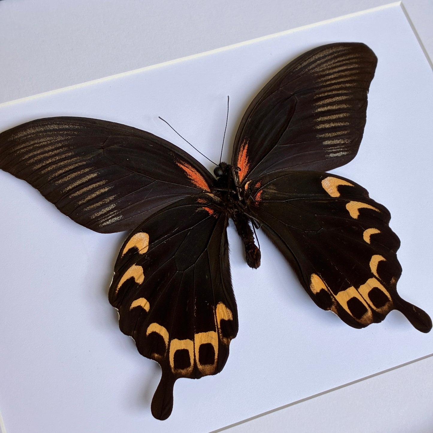 Red Mormon - Yellow Form