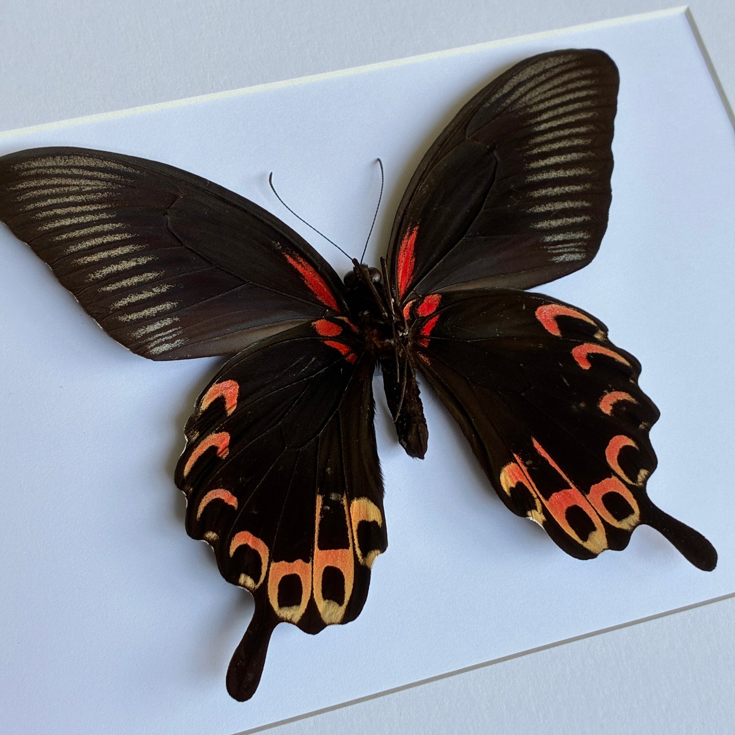 Red Mormon - Red Form