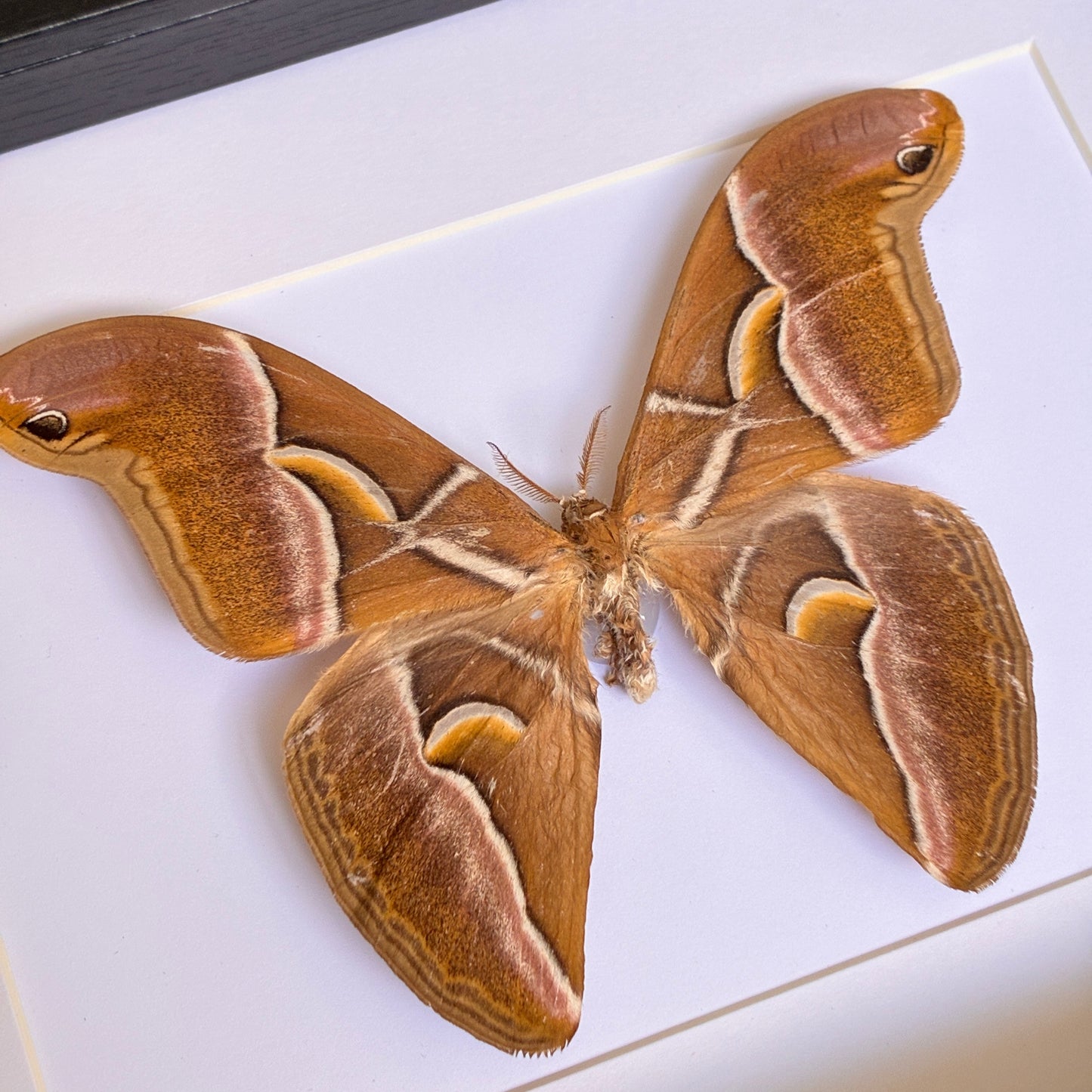 Wild Eri Silk Moth