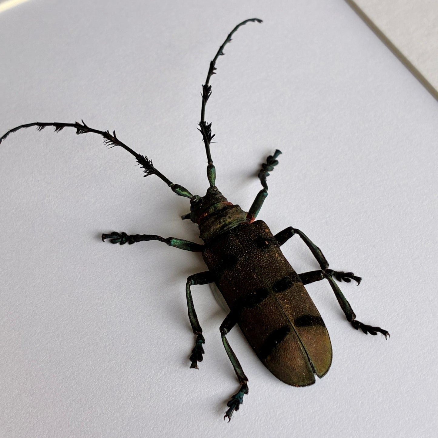 Fabulous Longhorn Beetle