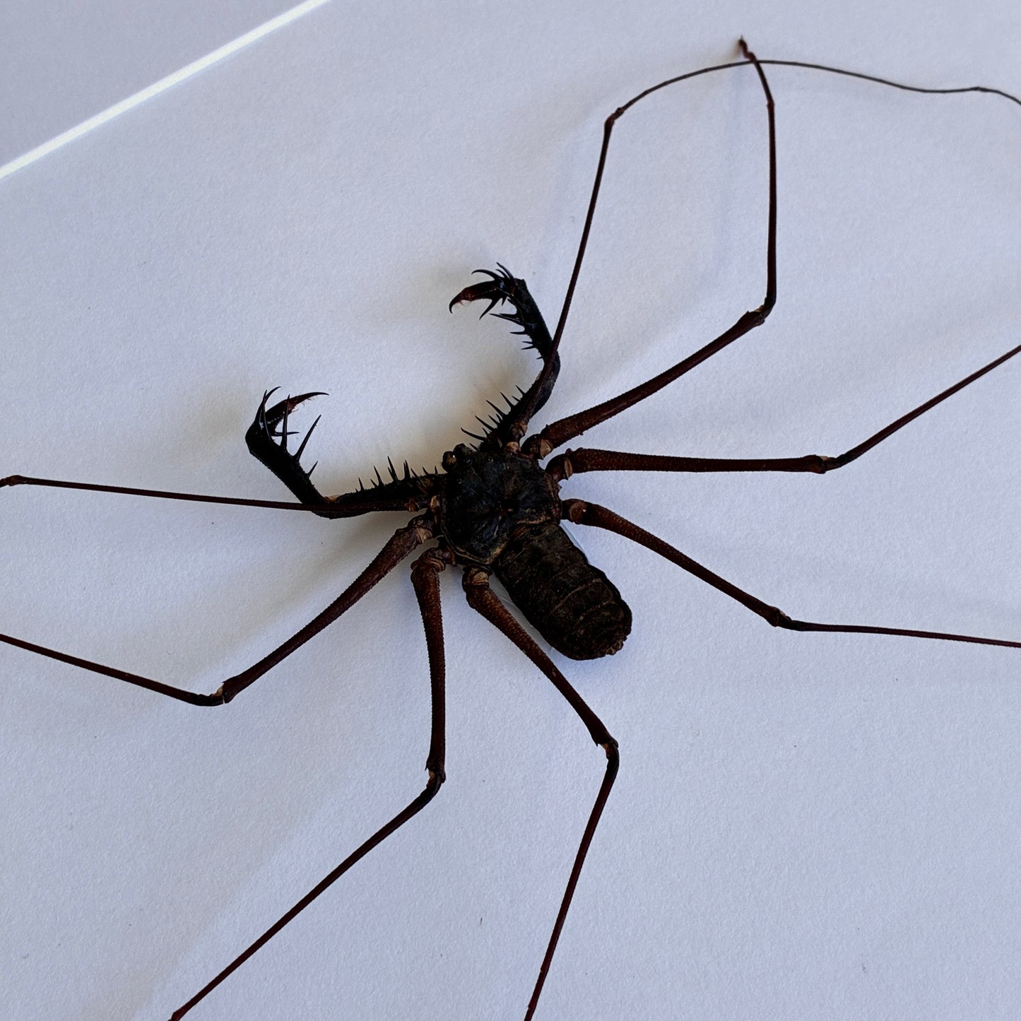 Whip Spider