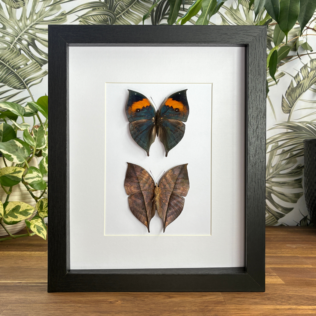 Orange Oakleafs - Dorsal & Ventral