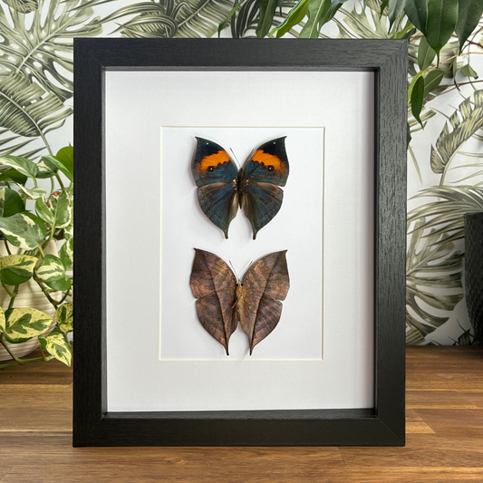 Orange Oakleafs - Dorsal & Ventral