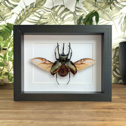 Atlas Beetle