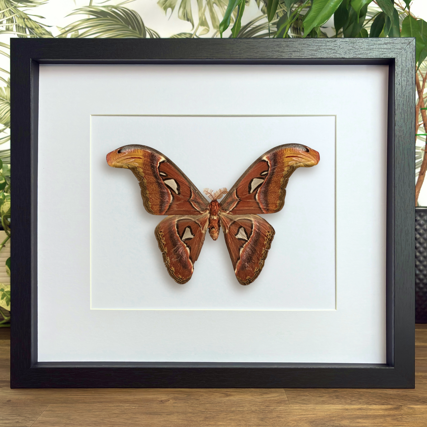 Atlas Moth - Male