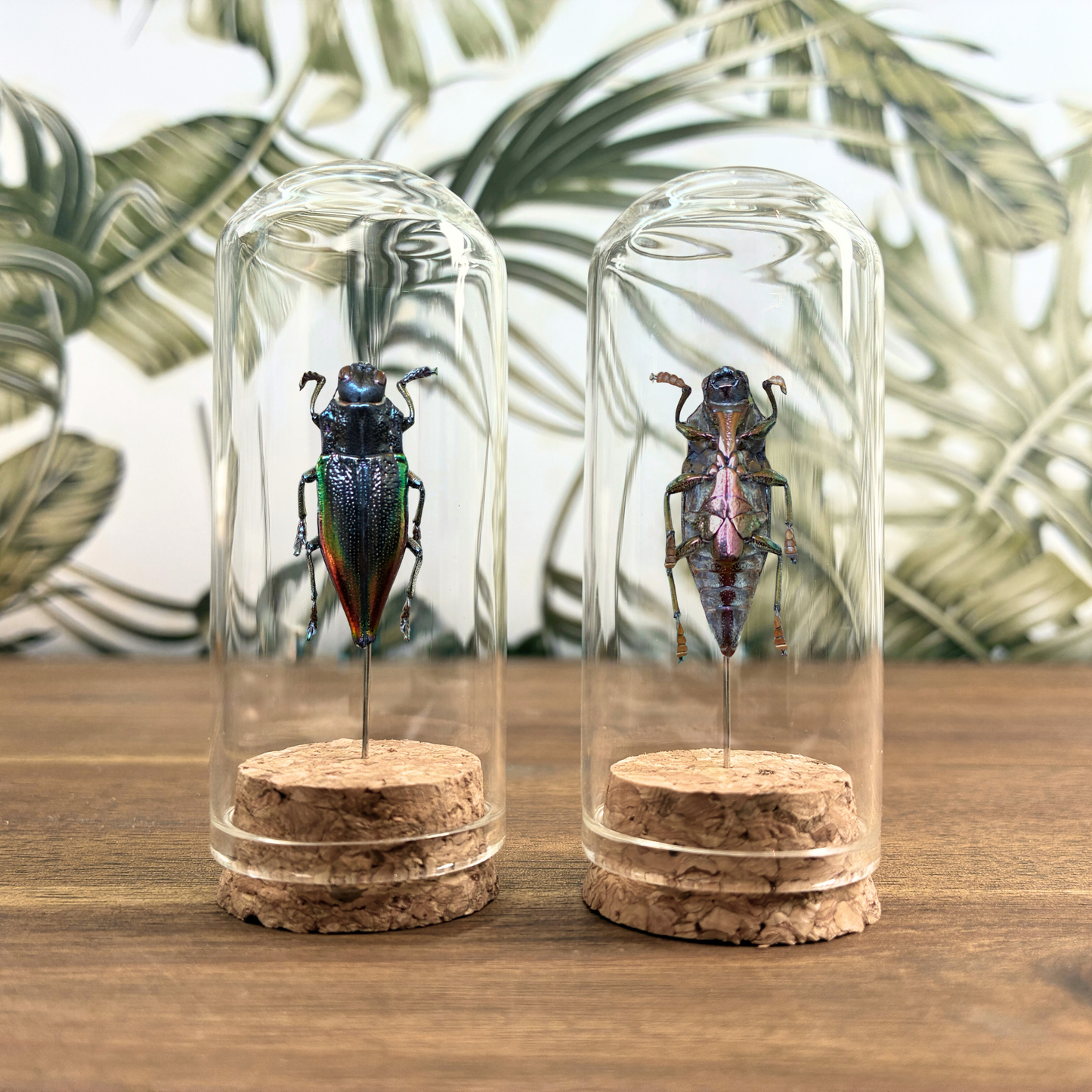 Beetle Jar