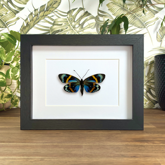 Thailand Blue Day-flying Moth